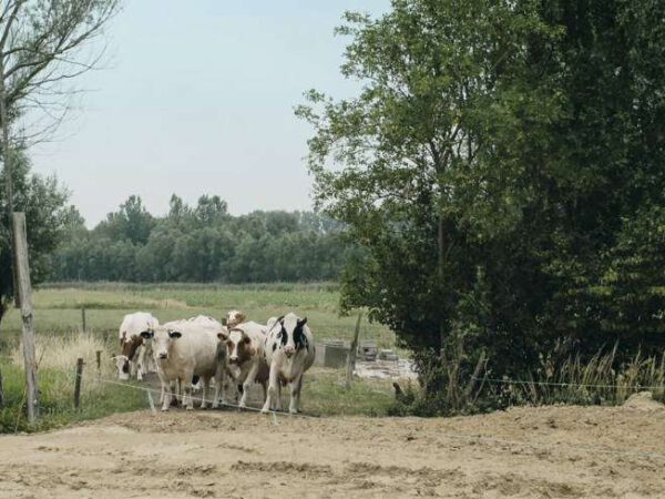 Te gast: Wat hebben we verdiend vandaag?