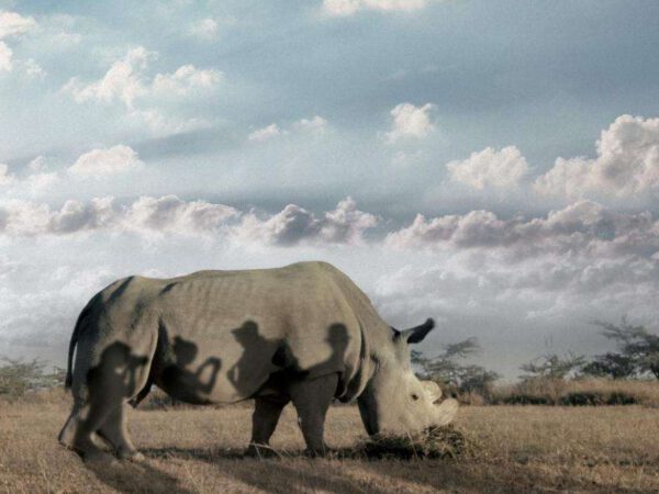 The Last Male on Earth