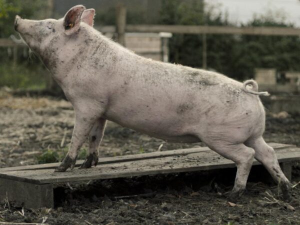 New Pigs on the Block