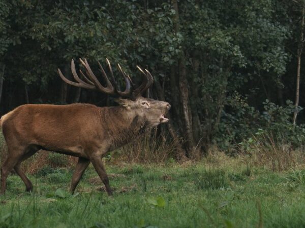 Onze Natuur, De Film