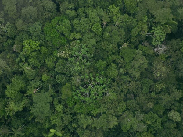 Eat More Trees